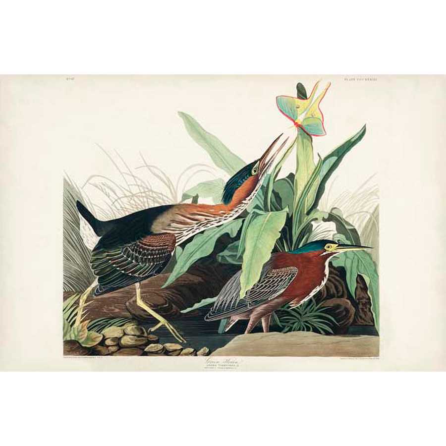 PL 333 GREEN HERON by John James Audubon , Item#CG007999C, Matte Canvas, Art, Giclée on Canvas, Horizontal, Small