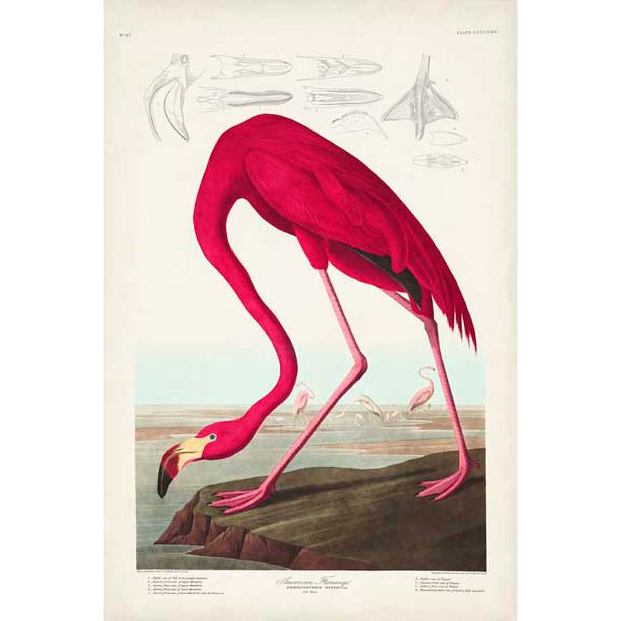 PL 431 AMERICAN FLAMINGO by John James Audubon , Item#CG008007C, Matte Canvas, Art, Giclée on Canvas, Vertical, Small