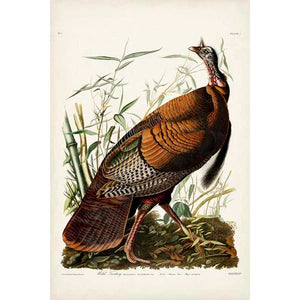 PL 1 WILD TURKEY by John James Audubon , Item#CG008008C, Matte Canvas, Art, Giclée on Canvas, Vertical, Small