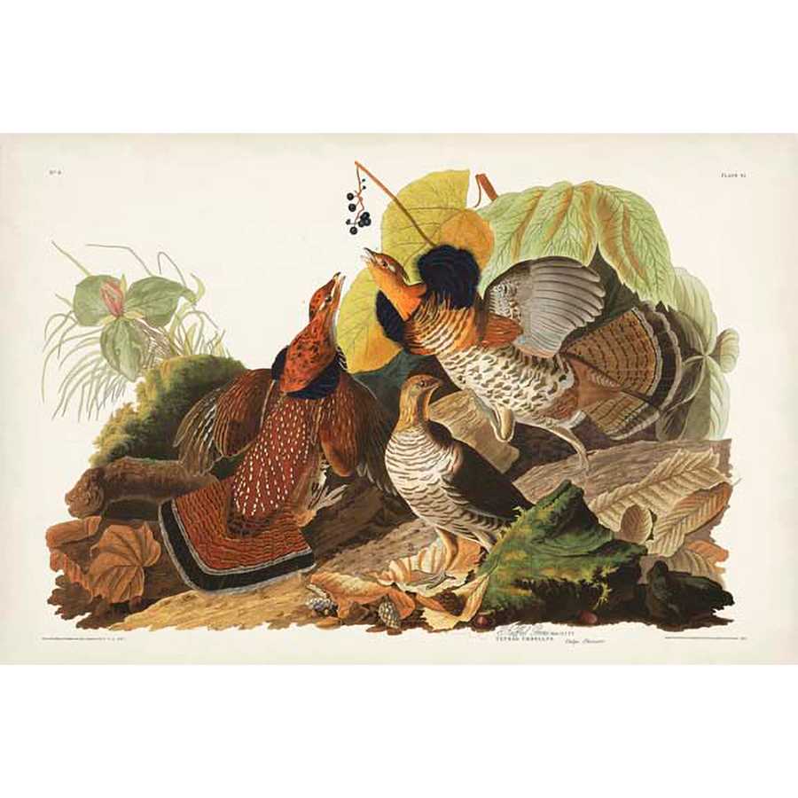 PL 41 RUFFED GROUSE by John James Audubon , Item#CG008011C, Matte Canvas, Art, Giclée on Canvas, Horizontal, Small