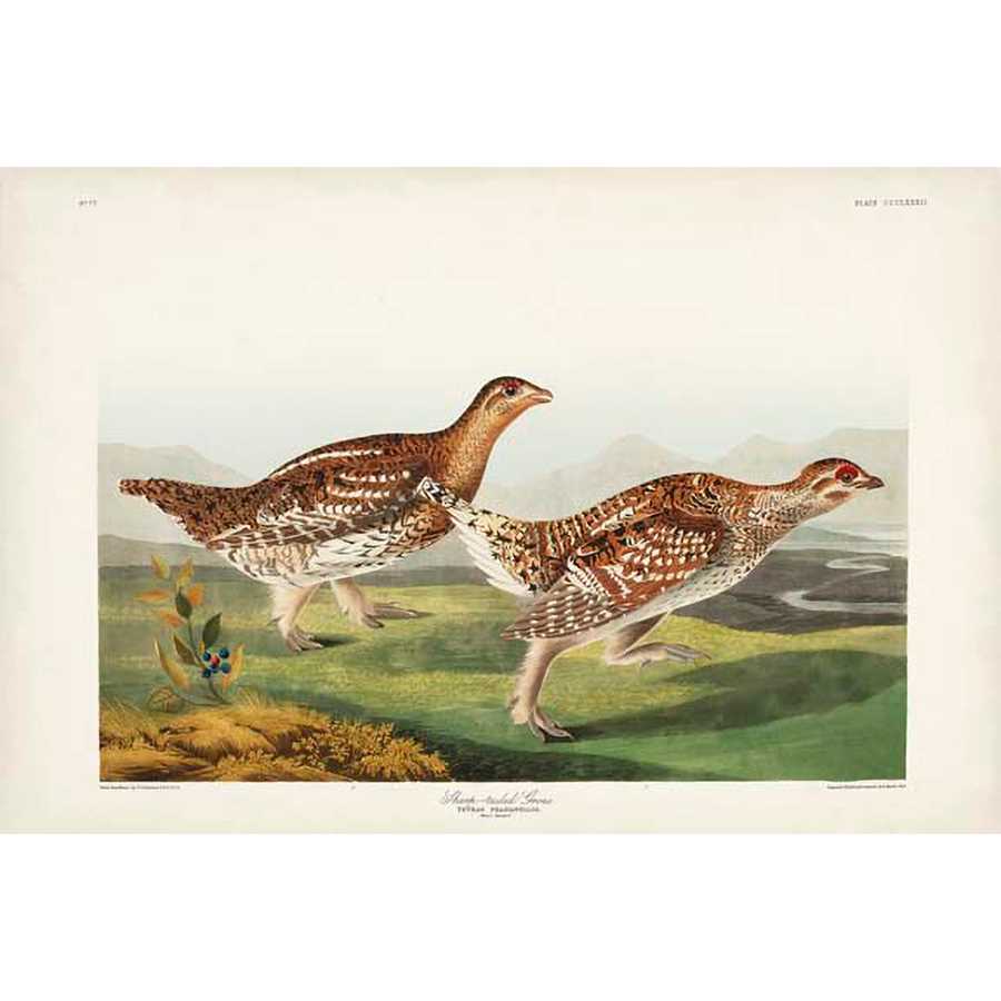 PL 382 SHARP-TAILED GROUSE by John James Audubon , Item#CG008020C, Matte Canvas, Art, Giclée on Canvas, Horizontal, Small