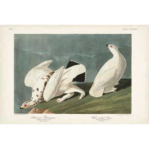 PL 418 AMERICAN PTARMIGAN by John James Audubon , Item#CG008023C, Matte Canvas, Art, Giclée on Canvas, Horizontal, Small