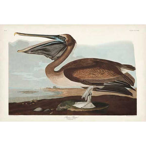 PL 421 BROWN PELICAN by John James Audubon , Item#CG008038C, Matte Canvas, Art, Giclée on Canvas, Horizontal, Small