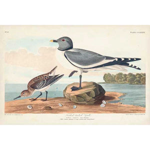 PL 285 FORK-TAILED GULL by John James Audubon , Item#CG008043C, Matte Canvas, Art, Giclée on Canvas, Horizontal, Small
