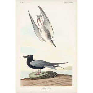 PL 280 BLACK TERN by John James Audubon , Item#CG008048C, Matte Canvas, Art, Giclée on Canvas, Vertical, Small