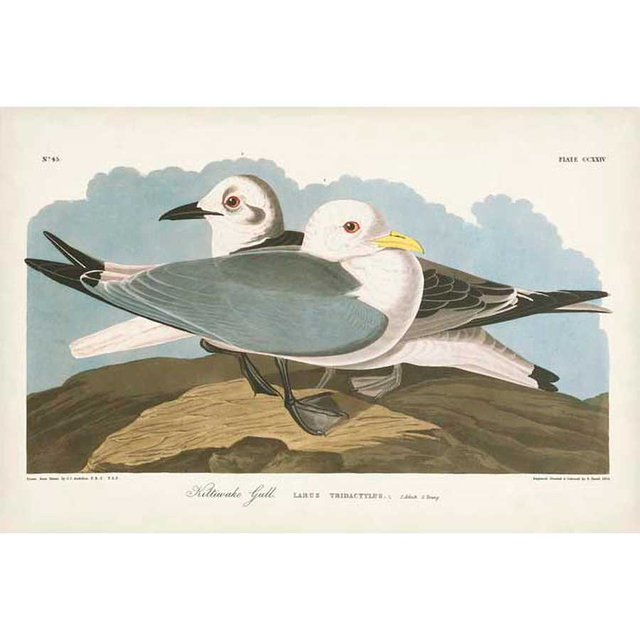 PL 224 KITTIWAKE GULL by John James Audubon , Item#CG008051C, Matte Canvas, Art, Giclée on Canvas, Horizontal, Small