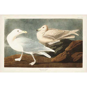 PL 396 BURGOMASTER GULL by John James Audubon , Item#CG008057C, Matte Canvas, Art, Giclée on Canvas, Horizontal, Small