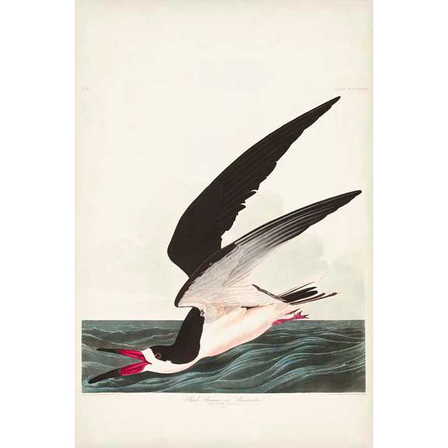 PL 323 BLACK SKIMMER OR SHEARWATER by John James Audubon , Item#CG008060C, Matte Canvas, Art, Giclée on Canvas, Vertical, Small