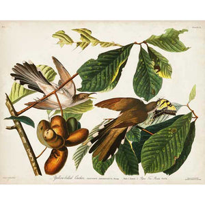 PL 2 YELLOW-BILLED CUCKOO by John James Audubon , Item#CG008066C, Matte Canvas, Art, Giclée on Canvas, Horizontal, Small