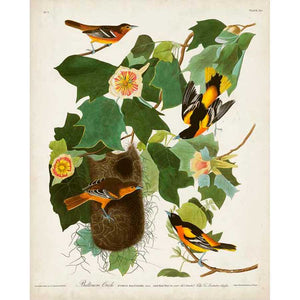 PL 12 BALTIMORE ORIOLE by John James Audubon , Item#CG008067C, Matte Canvas, Art, Giclée on Canvas, Vertical, Small