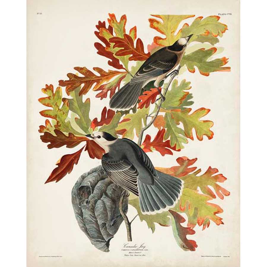 PL 107 CANADA JAY by John James Audubon , Item#CG008068C, Matte Canvas, Art, Giclée on Canvas, Vertical, Small