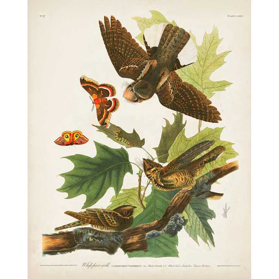 PL 82 WHIP-POOR WILL by John James Audubon , Item#CG008069C, Matte Canvas, Art, Giclée on Canvas, Vertical, Small