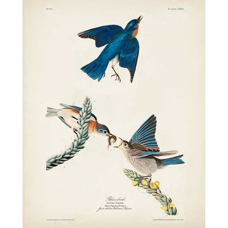PL 113 BLUE BIRD by John James Audubon , Item#CG008073C, Matte Canvas, Art, Giclée on Canvas, Vertical, Small