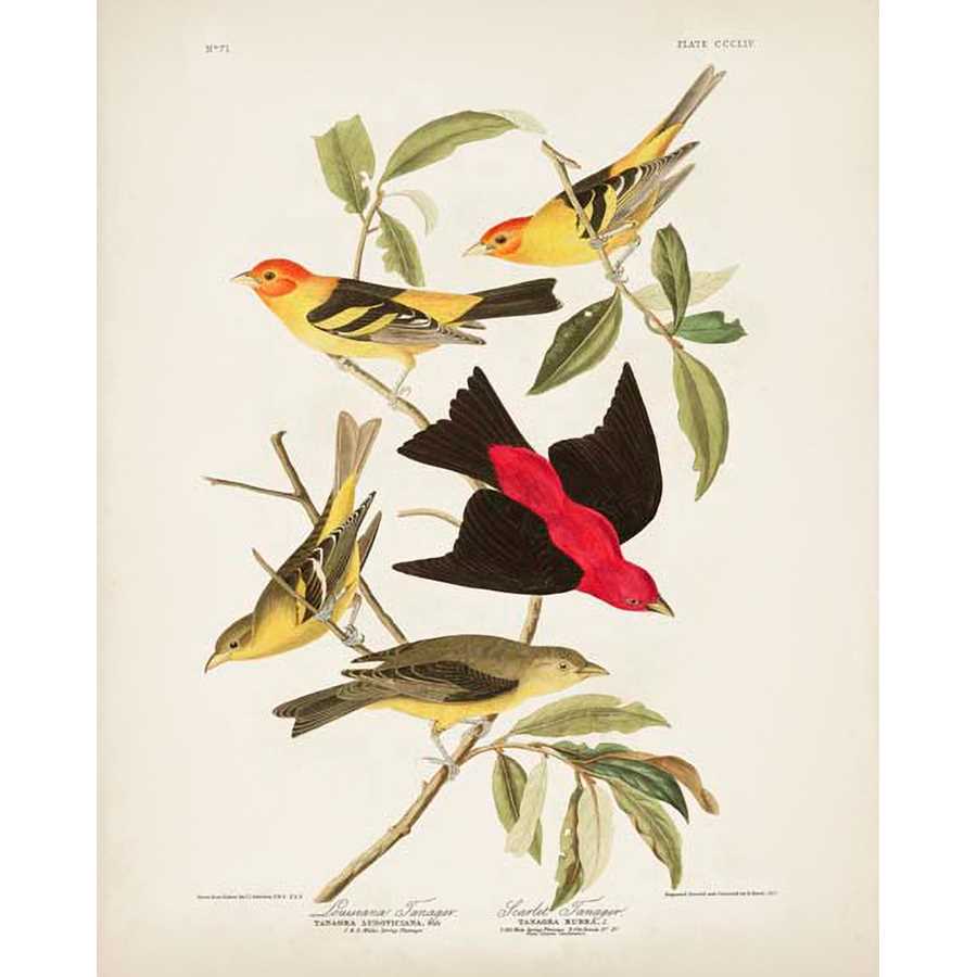 PL 354 LOUISIANA TANAGER by John James Audubon , Item#CG008080C, Matte Canvas, Art, Giclée on Canvas, Vertical, Small