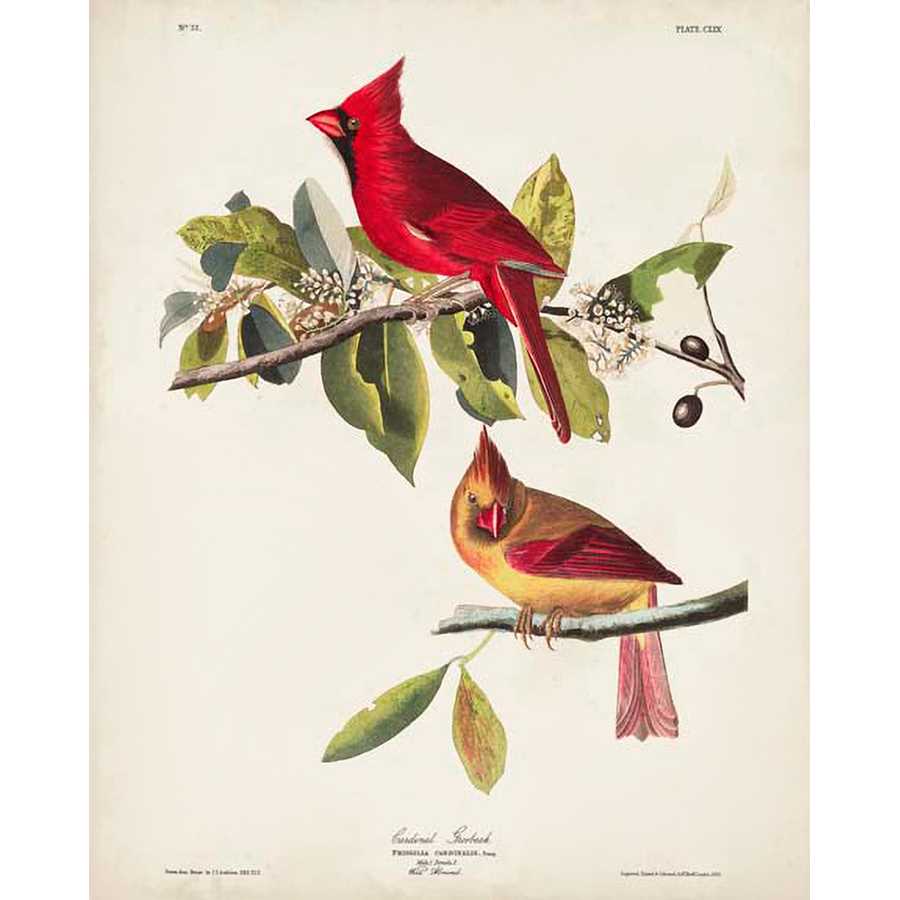 PL 158 CARDINAL GROSBEAK by John James Audubon , Item#CG008081C, Matte Canvas, Art, Giclée on Canvas, Vertical, Small