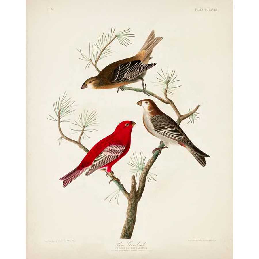 PL 358 PINE GROSBEAK by John James Audubon , Item#CG008087C, Matte Canvas, Art, Giclée on Canvas, Vertical, Small