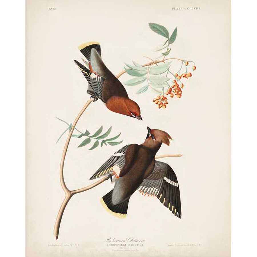 PL 363 BOHEMIAN CHATTERER by John James Audubon , Item#CG008088C, Matte Canvas, Art, Giclée on Canvas, Vertical, Small