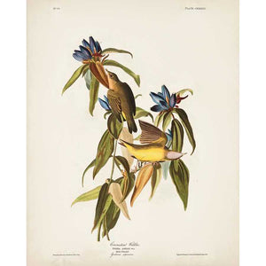 PL 138 CONNECTICUT WARBLER by John James Audubon , Item#CG008090C, Matte Canvas, Art, Giclée on Canvas, Vertical, Small