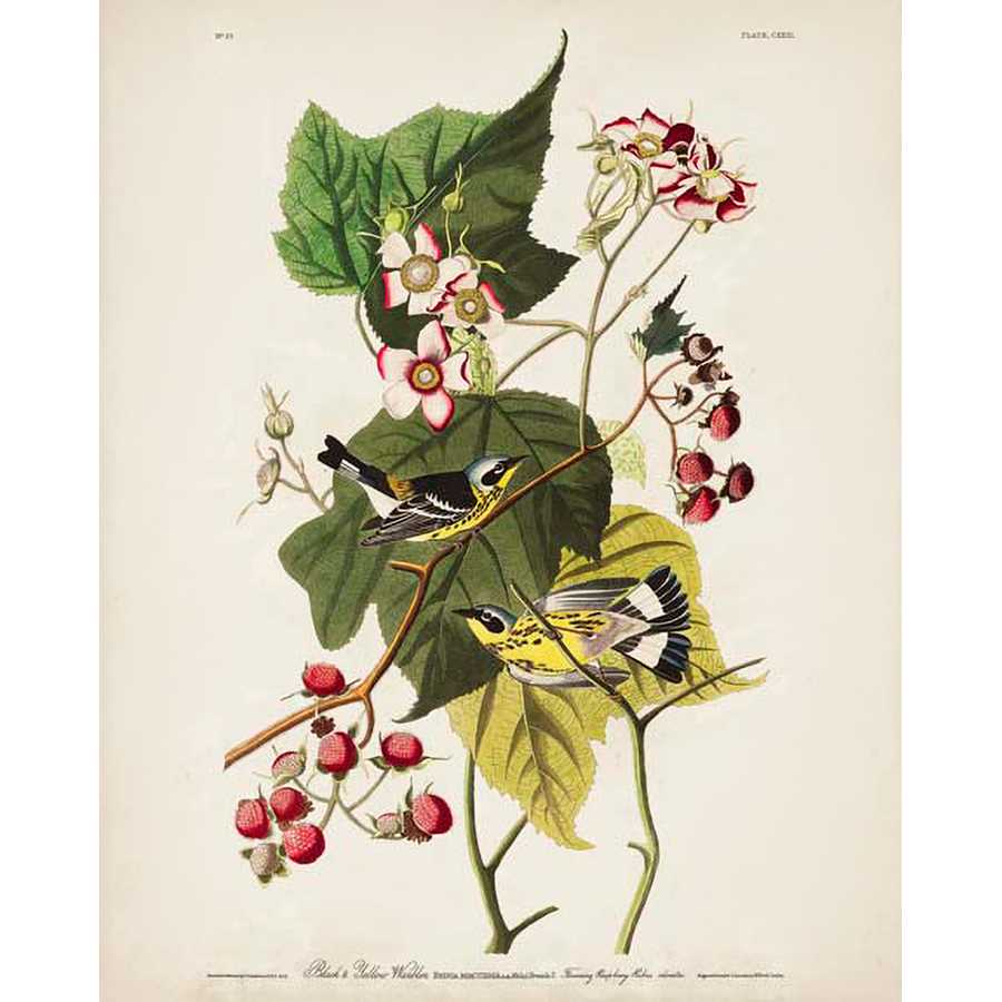 PL 123 BLACK & YELLOW WARBLER by John James Audubon , Item#CG008091C, Matte Canvas, Art, Giclée on Canvas, Vertical, Small