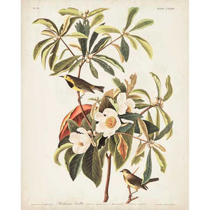 PL 185 BACHMAN'S WARBLER by John James Audubon , Item#CG008094C, Matte Canvas, Art, Giclée on Canvas, Vertical, Small