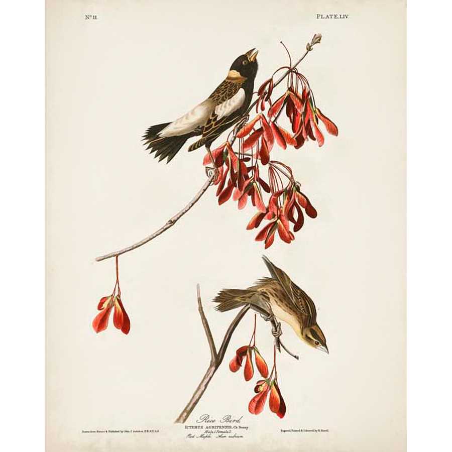 PL 54 RICE BIRD by John James Audubon , Item#CG008100C, Matte Canvas, Art, Giclée on Canvas, Vertical, Small