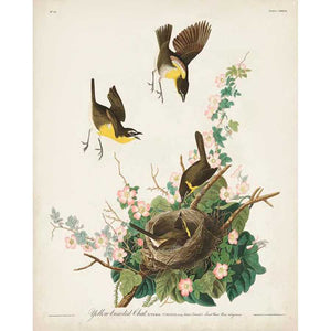PL 137 YELLOW-BREASTED CHAT by John James Audubon , Item#CG008106C, Matte Canvas, Art, Giclée on Canvas, Vertical, Small