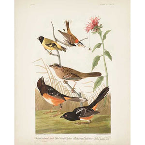 PL 394 CHESTNUT COLOURED FINCH by John James Audubon , Item#CG008108C, Matte Canvas, Art, Giclée on Canvas, Vertical, Small