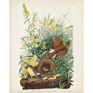 PL 136 MEADOW LARK by John James Audubon , Item#CG008109C, Matte Canvas, Art, Giclée on Canvas, Vertical, Small