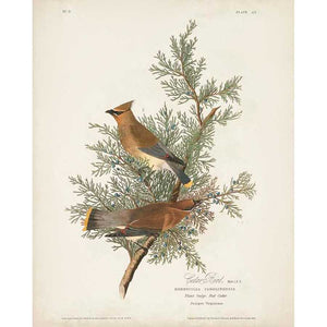 PL 43 CEDAR BIRD by John James Audubon , Item#CG008117C, Matte Canvas, Art, Giclée on Canvas, Vertical, Small