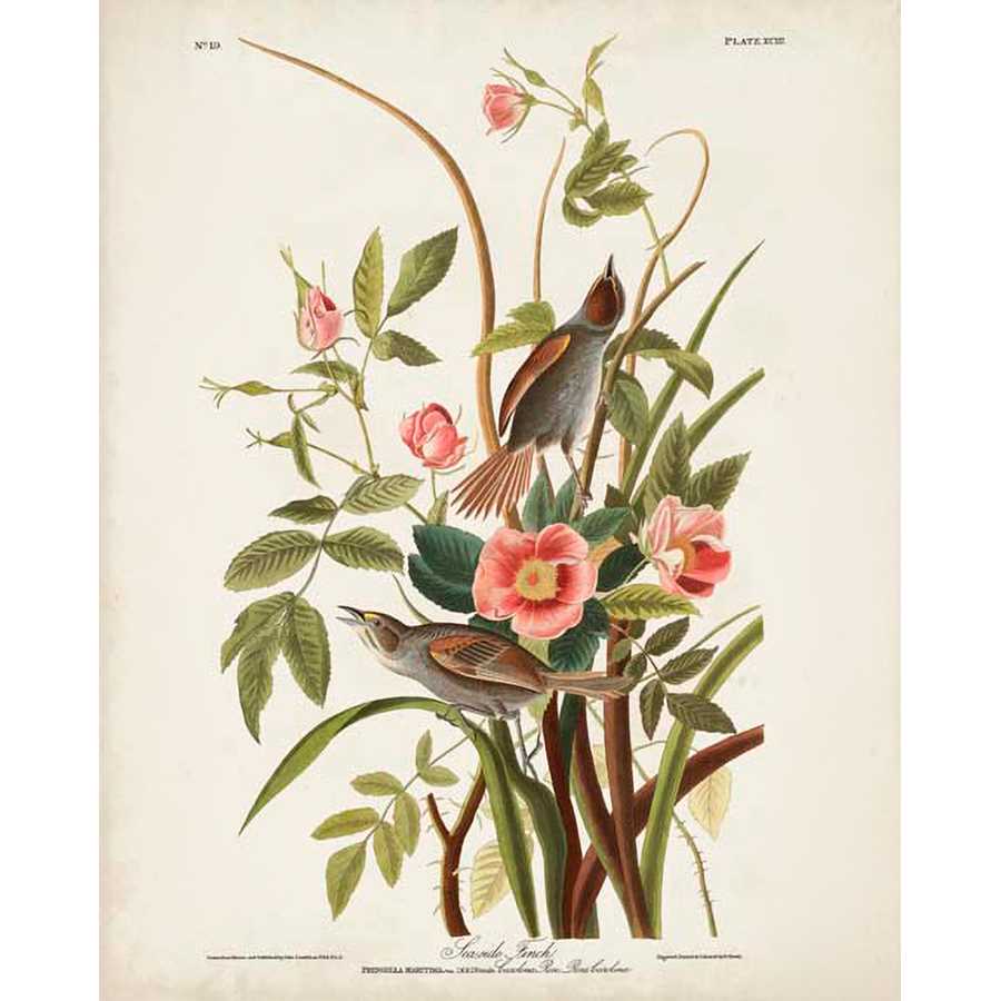 PL 93 SEASIDE FINCH by John James Audubon , Item#CG008119C, Matte Canvas, Art, Giclée on Canvas, Vertical, Small