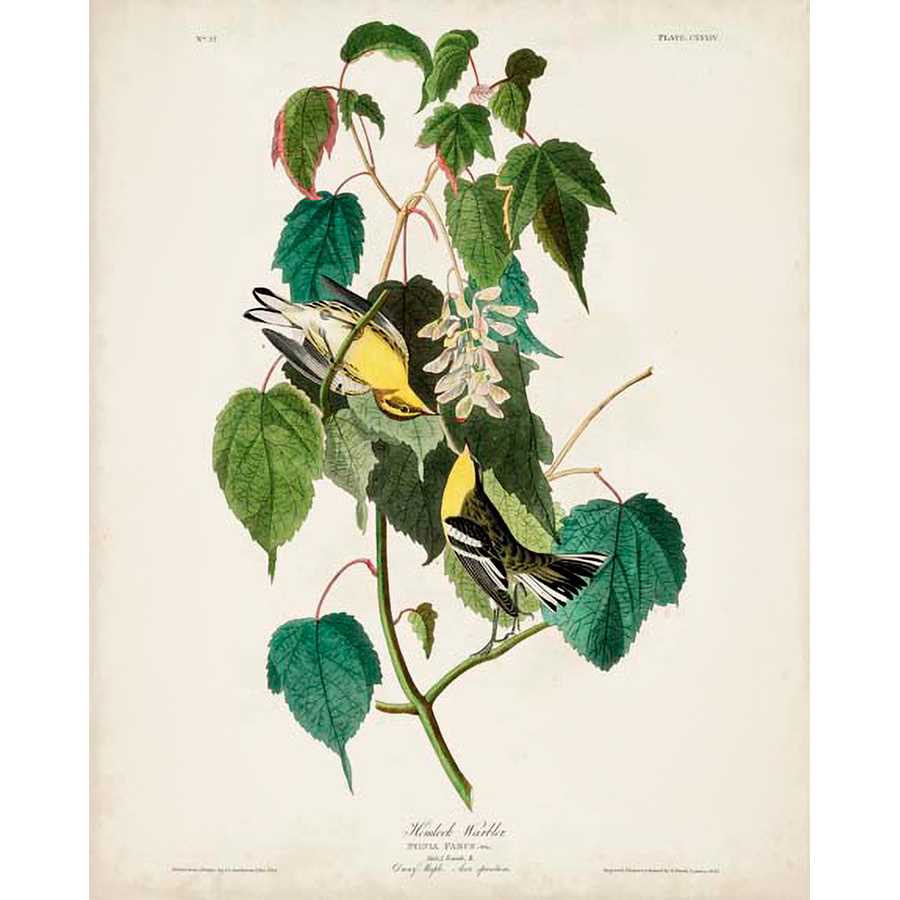 PL 134 HEMLOCK WARBLER by John James Audubon , Item#CG008120C, Matte Canvas, Art, Giclée on Canvas, Vertical, Small