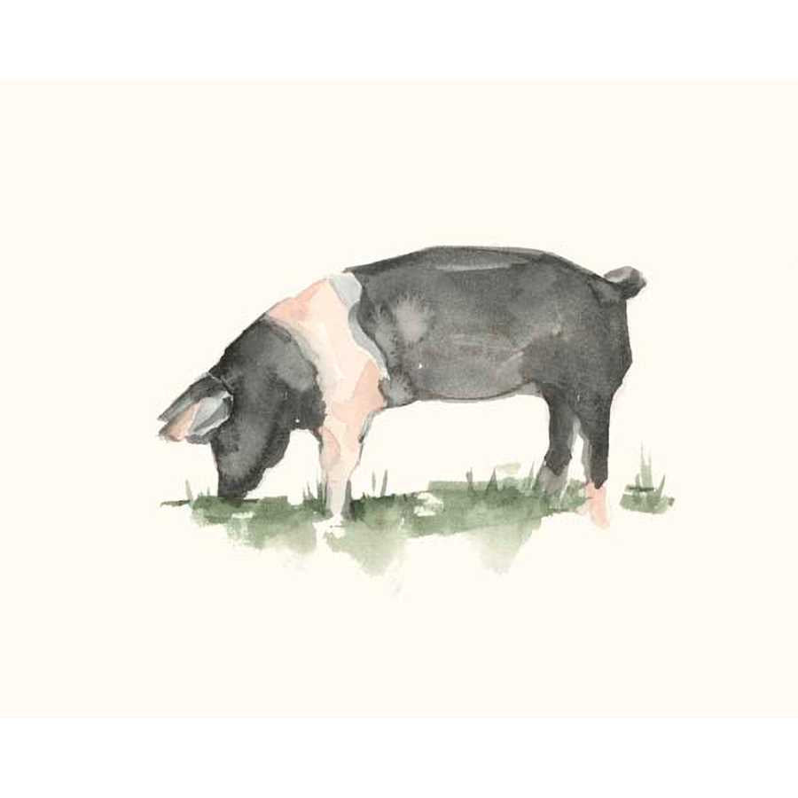 GRAZING FARM ANIMAL IV by Ethan Harper , Item#CG008254C, Matte Canvas, Art, Giclée on Canvas, Horizontal, Small