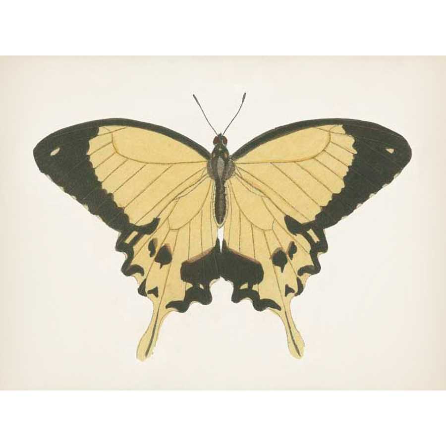 BEAUTIFUL BUTTERFLY I by Vision Studio , Item#CG008434C, Matte Canvas, Art, Giclée on Canvas, Horizontal, Small