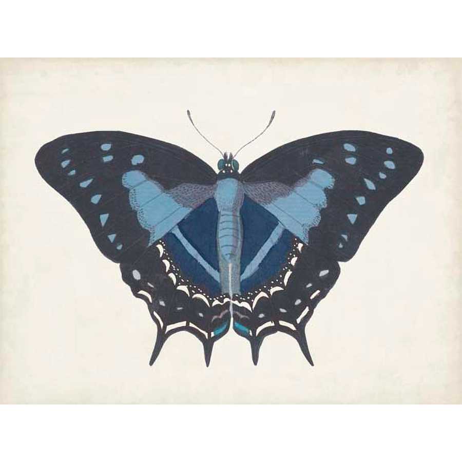 BEAUTIFUL BUTTERFLY III by Vision Studio , Item#CG008436C, Matte Canvas, Art, Giclée on Canvas, Horizontal, Small