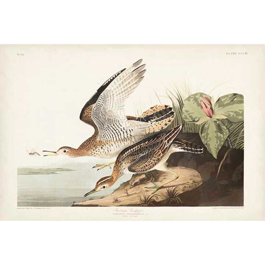 PL. 303 BARTRAM SANDPIPER by John James Audubon , Item#CG009265C, Matte Canvas, Art, Giclée on Canvas, Horizontal, Small