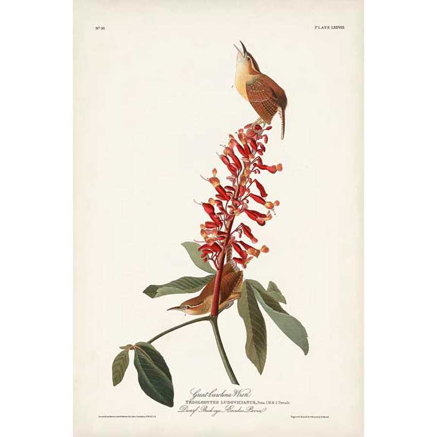 PL. 78 GREAT CAROLINA WREN by John James Audubon , Item#CG009799C, Matte Canvas, Art, Giclée on Canvas, Vertical, Small