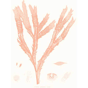 VIVID CORAL SEAWEED II by Vision Studio, Item#CG011899P, Matte Paper, Art, Giclée on Paper, Vertical, Small