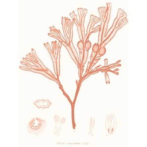 VIVID CORAL SEAWEED III by Vision Studio, Item#CG011900P, Matte Paper, Art, Giclée on Paper, Vertical, Small