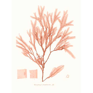 VIVID CORAL SEAWEED V by Vision Studio, Item#CG011902C, Matte Canvas, Art, Giclée on Canvas, Vertical, Small