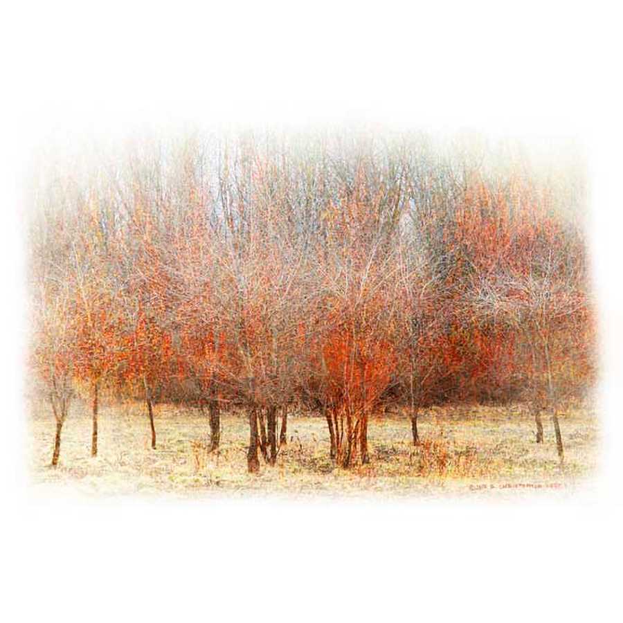ROW OF RED TREES by Chris Vest, Item#CG012023P, Matte Paper, Art, Giclée on Paper, Horizontal, Medium