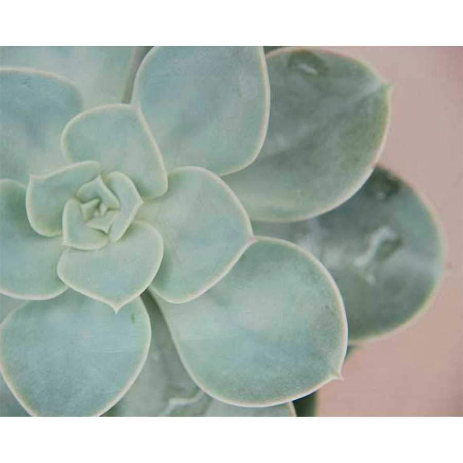 LUSTR SUCCULENT GLOW IN PEARL WHITE IV by Jason Johnson, Item#CG012179P, Matte Paper, Art, Giclée on Paper, Horizontal, Small