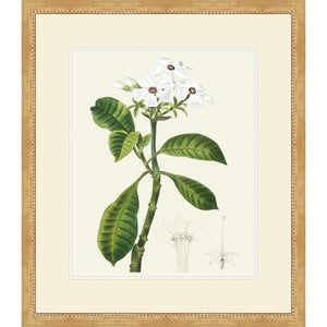 FG4063P04 Giclée on Matte Paper, under Glass, framed in Frame#1560-75 (Traditional Slope Gold with Bead Lip)
Top Mat: Ivory
Bottom Mat: Off-White Finished Size: W 25.00 in x H 29.00 in