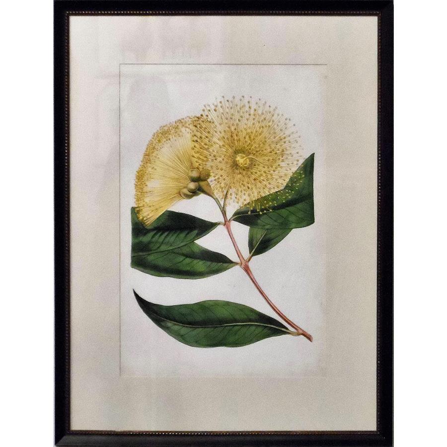 FG4083P01 Giclée on Matte Paper, under Glass, framed in Frame#1560-55 (Traditional Antique Ivory & Gold)
Top Mat: Ivory Finished Size: W 18.50 in x H 26.50 in