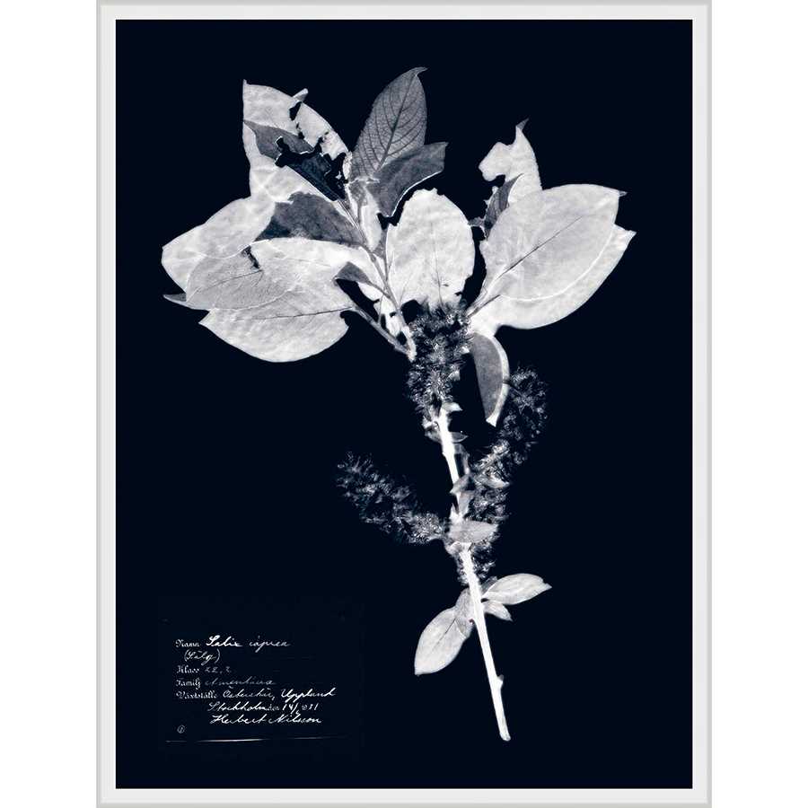 FG4197P01 Giclée on Matte Paper, under Glass, framed in a Contemporary White Frame #7602. This frame has a 2in matching profile. Finished Size: W 32.00 in x H 42.00 in